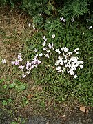 Cyclamens roses et blancs