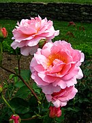 Rose in the rose parterre