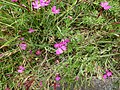 Dianthus deltoides