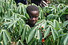 A cassava plant in the DRC