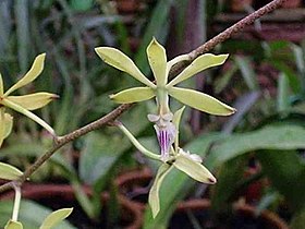 Encyclia ceratistes