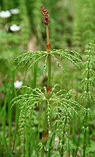 Equisetum sylvaticum