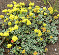 Eriogonum umbellatum