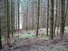 Extraction lane, Strachur Thinned spruce forest above the River Cur.