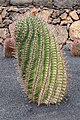 In Jardín de Cactus, Guatiza, Lanzarote, Canary Islands, Spain