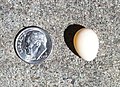 Finch egg next to American dime
