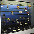 Fossil hominid and human evolution exhibit