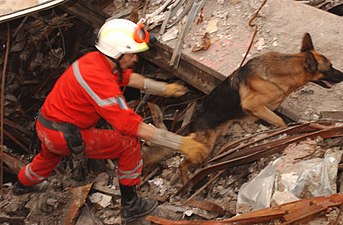 Rescue dog at the site of the collapsed World Trade Center, 2001