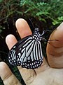 Newly Emerged Butterfly