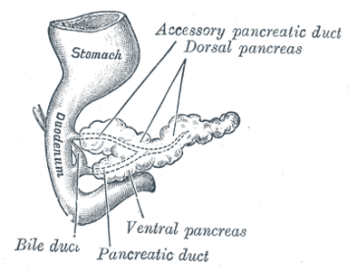 Páncreas en un embrión humano al final de la sexta semana