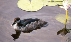 Australiankääpiösorsa (Nettapus pulchellus)