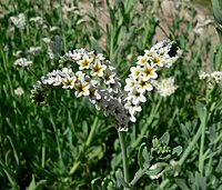 Variety obovatum has flowers 5–10 mm wide, with yellow or slightly purple-tinged throats (Moapa Valley, Nevada)