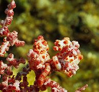 Well camouflaged pair of Denise's pygmy seahorses