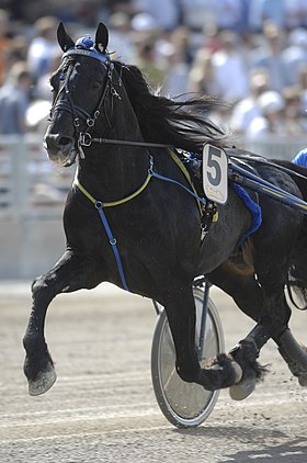 Järvsöfaks, actuel détenteur du record du monde de la race