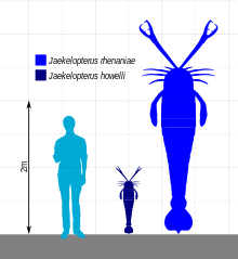 Size diagram of the two species of Jaekelopterus