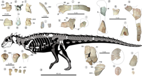 Diagrama mostrando o matérial fossil coletado