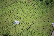 Kamigare plantation in Ibigawa, Gifu Prefecture