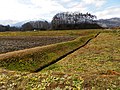 北城地区の水田に生じた地表変位を別アングルで