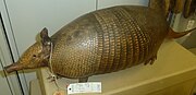 Brown armadillo