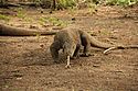 Dragon de Komodo marchant et sentant avec sa langue (Parc national de Komodo)