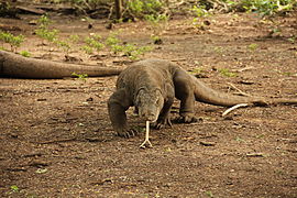 Dragon de Komodo (Varanoidea)