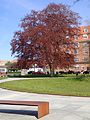 The large old Copper Beech