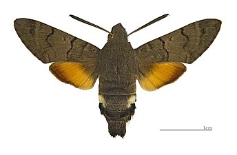 Större dagsvärmare, Macroglossum stellatarum