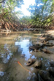 Mangrove shellfish