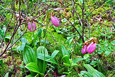 Pink Ladyslippers (Cypripedium acaule) are abundant in Twin Lakes Bog