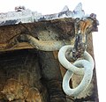 Five headed snake and monolithic stone chain at the Vaidyeshvara temple, Talakad