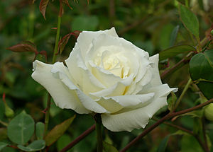 une rose blanche