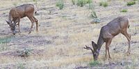 Male Rocky Mountain mule deer (O. h. hemionus) in Zion National Park