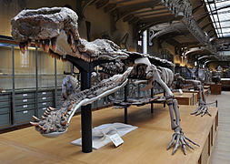 Vue de face du squelette fossile au Muséum national d'histoire naturelle de Paris.