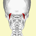 Position of obliquus capitis superior (shown in red). Animation.