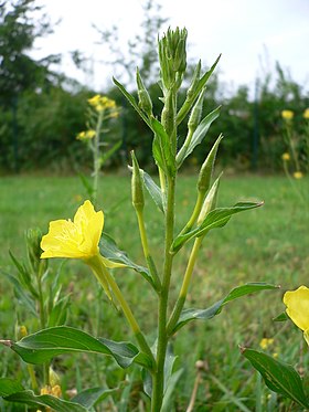 Oenothera bienes