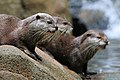 otters