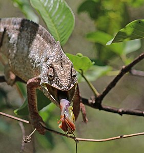 Malagasy giant chameleon feeding, 4 of 4, by Charlesjsharp