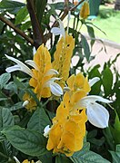 Pachystachys lutea ou Chevrette jaune.