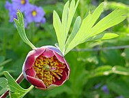 Paeonia californica