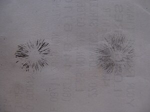 Panaeolus cinctulus spore prints