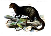 Drawing of brown viverrid