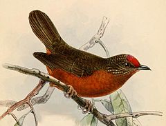 Description de l'image Pholidornis rubrifrons Keulemans.jpg.