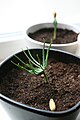 Jonge Pinus Pinea plant
