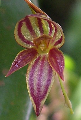 Pleurothallis lamellaris