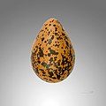 Pluvialis squatarola egg
