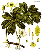 Podophyllum peltatum