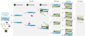 An infographic showing the replication process of PCR