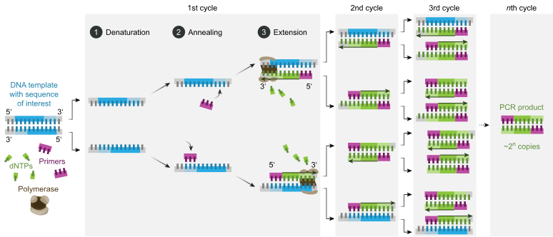 Η αλυσιδωτή αντίδραση πολυμεράσης (PCR).