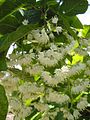 Pterostyrax hispidus