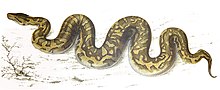 drawing of snake